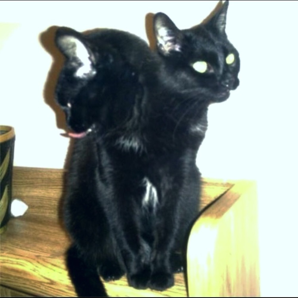 Meet your Posher, Kenya